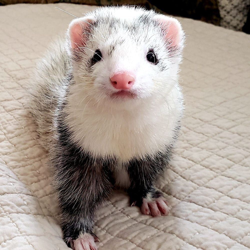 Meet your Posher, Lynne